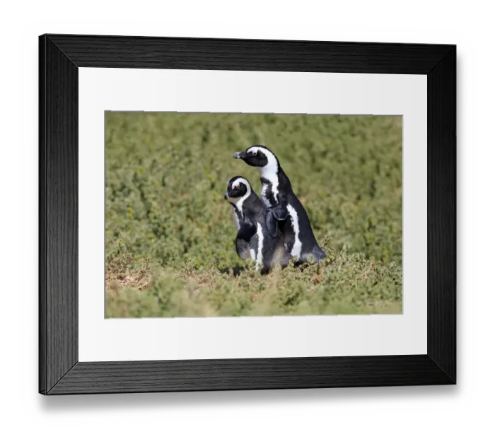 Framed Print : African Penguins or Jackass Penguins -Spheniscus demersus-, pair, Boulders Beach, Simons Town, Western Cape, South Africa