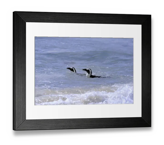 Framed Print : African Penguins or Jackass Penguins -Spheniscus demersus-, pair in the water, Boulders Beach, Simons Town, Western Cape, South Africa Framed Print : African Penguins or Jackass Penguins -Spheniscus demersus-, pair in the water, Boulders Beach, Simons Town, Western Cape, South Africa