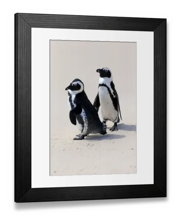 Framed Print : African Penguins or Jackass Penguins -Spheniscus demersus-, pair on the beach, Boulders Beach, Simons Town, Western Cape, South Africa Framed Print : African Penguins or Jackass Penguins -Spheniscus demersus-, pair on the beach, Boulders Beach, Simons Town, Western Cape, South Africa
