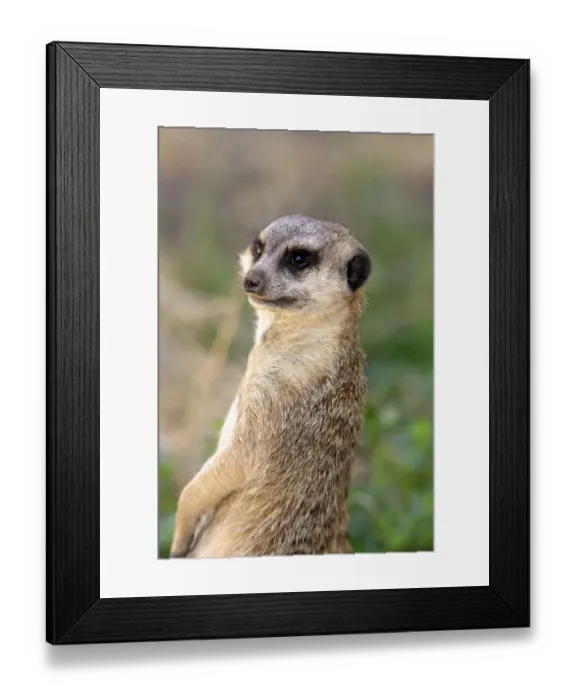 Framed Print : Meerkat -Suricata suricatta-, adult, standing upright, alert, portrait, Little Karoo, Western Cape, South Africa Framed Print : Meerkat -Suricata suricatta-, adult, standing upright, alert, portrait, Little Karoo, Western Cape, South Africa