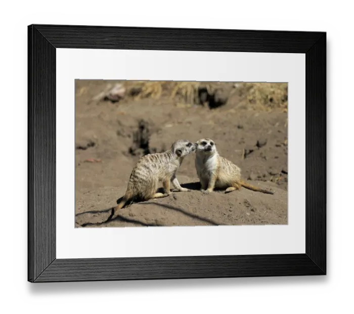 Framed Print : Meerkats -Suricata suricatta-, pair, social behavior, Little Karoo, Western Cape, South Africa Framed Print : Meerkats -Suricata suricatta-, pair, social behavior, Little Karoo, Western Cape, South Africa