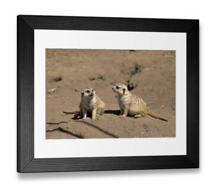 Framed Print : Meerkats -Suricata suricatta- alert pair, Little Karoo, Western Cape, South Africa Framed Print : Meerkats -Suricata suricatta- alert pair, Little Karoo, Western Cape, South Africa