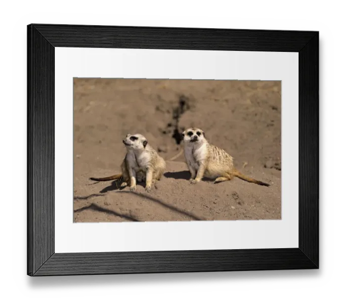 Framed Print : Meerkats -Suricata suricatta- alert pair, Little Karoo, Western Cape, South Africa Framed Print : Meerkats -Suricata suricatta- alert pair, Little Karoo, Western Cape, South Africa
