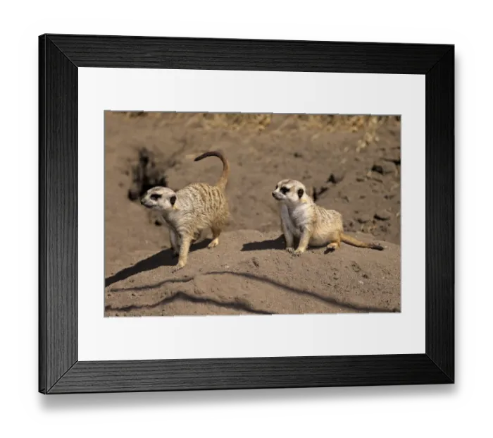 Framed Print : Meerkats -Suricata suricatta-, alert pair, Little Karoo, Western Cape, South Africa Framed Print : Meerkats -Suricata suricatta-, alert pair, Little Karoo, Western Cape, South Africa