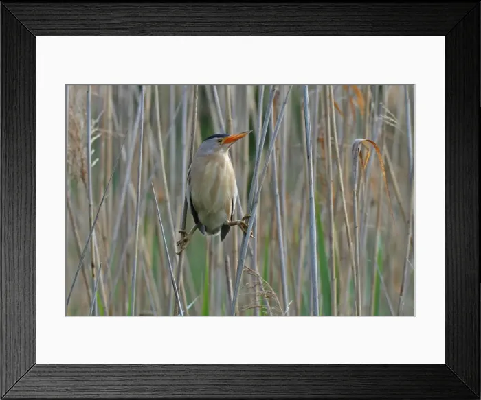 Framed Print : Little Bittern -Ixobrychus minutus-, male in the reeds, Lake Kuhnau, Dessau-Rosslau, Saxony-Anhalt, Germany Framed Print : Little Bittern -Ixobrychus minutus-, male in the reeds, Lake Kuhnau, Dessau-Rosslau, Saxony-Anhalt, Germany