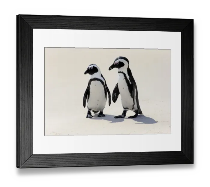 Framed Print : African Penguins or Jackass Penguins -Spheniscus demersus-, pair on the beach, Boulders Beach, Simons Town, Western Cape, South Africa Framed Print : African Penguins or Jackass Penguins -Spheniscus demersus-, pair on the beach, Boulders Beach, Simons Town, Western Cape, South Africa