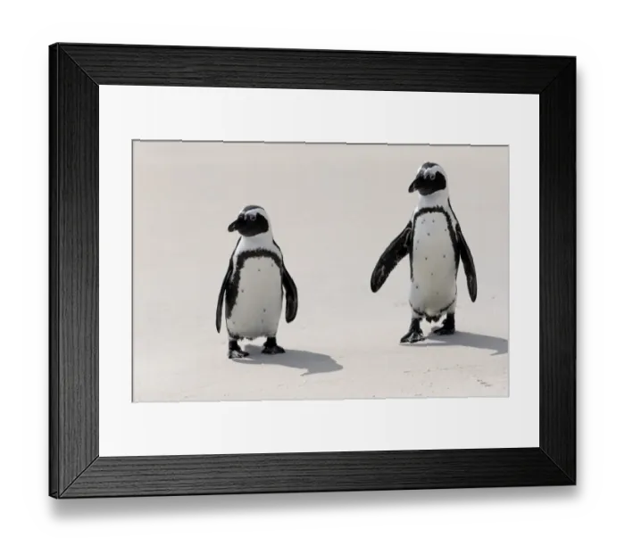 Framed Print : African Penguins or Jackass Penguins -Spheniscus demersus-, pair on the beach, Boulders Beach, Simons Town, Western Cape, South Africa Framed Print : African Penguins or Jackass Penguins -Spheniscus demersus-, pair on the beach, Boulders Beach, Simons Town, Western Cape, South Africa