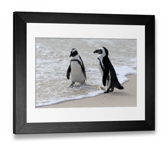 Framed Print : African Penguins or Jackass Penguins -Spheniscus demersus-, pair on the beach, Boulders Beach, Simons Town, Western Cape, South Africa Framed Print : African Penguins or Jackass Penguins -Spheniscus demersus-, pair on the beach, Boulders Beach, Simons Town, Western Cape, South Africa