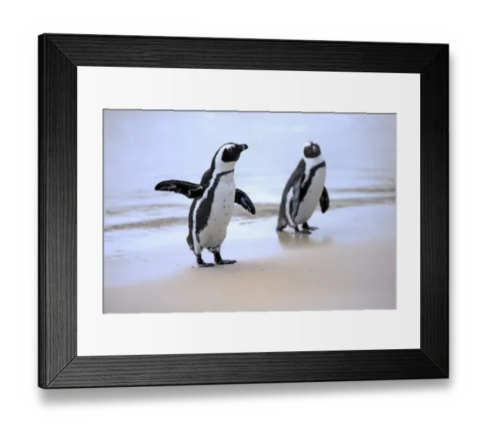 Framed Print : African Penguins or Jackass Penguins -Spheniscus demersus-, pair on the beach, Boulders Beach, Simons Town, Western Cape, South Africa Framed Print : African Penguins or Jackass Penguins -Spheniscus demersus-, pair on the beach, Boulders Beach, Simons Town, Western Cape, South Africa