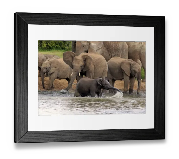 Framed Print : African Elephants -Loxodonta africana-, herd with young at a waterhole, Addo Elephant National Park, Eastern Cape, South Africa Framed Print : African Elephants -Loxodonta africana-, herd with young at a waterhole, Addo Elephant National Park, Eastern Cape, South Africa