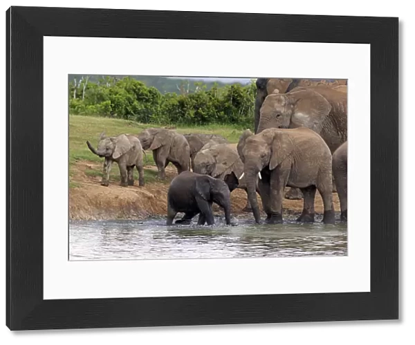 African Elephants -Loxodonta africana-, herd with young at a waterhole, Addo Elephant National Park, Eastern Cape, South Africa