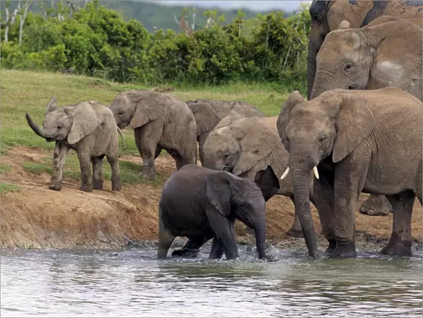 African Elephants -Loxodonta africana-, herd with young at a waterhole, Addo Elephant National Park, Eastern Cape, South Africa