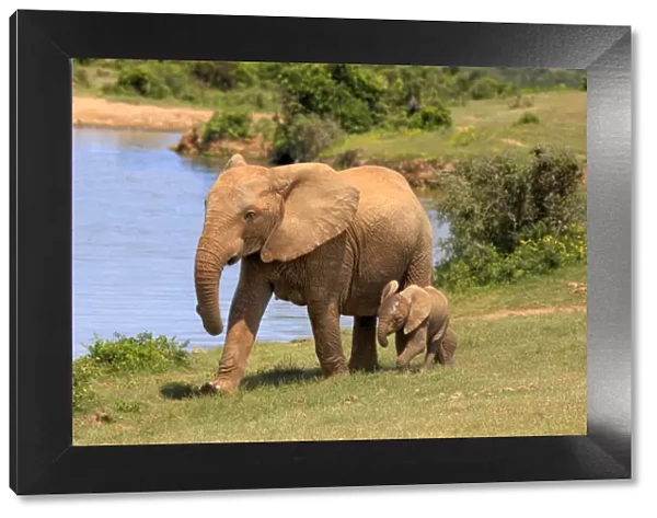 African Elephants -Loxodonta africana-, adult female with young by the water, Addo Elephant National Park, Eastern Cape, South Africa