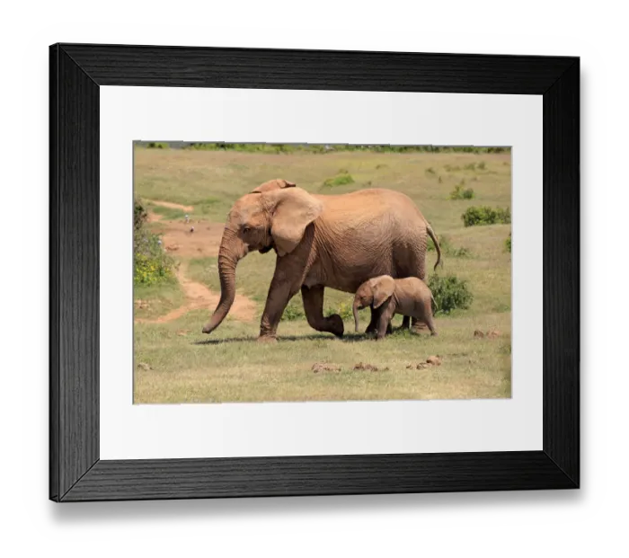 Framed Print : African Elephants -Loxodonta africana-, adult female with young, Addo Elephant National Park, Eastern Cape, South Africa Framed Print : African Elephants -Loxodonta africana-, adult female with young, Addo Elephant National Park, Eastern Cape, South Africa