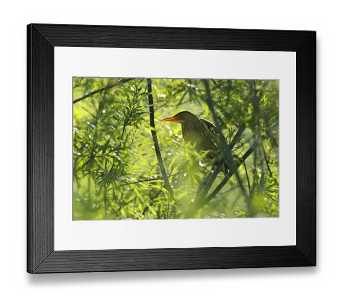 Framed Print : Little Bittern -Ixobrychus minutus-, male in the backlight in a willow, Saxony-Anhalt, Germany Framed Print : Little Bittern -Ixobrychus minutus-, male in the backlight in a willow, Saxony-Anhalt, Germany