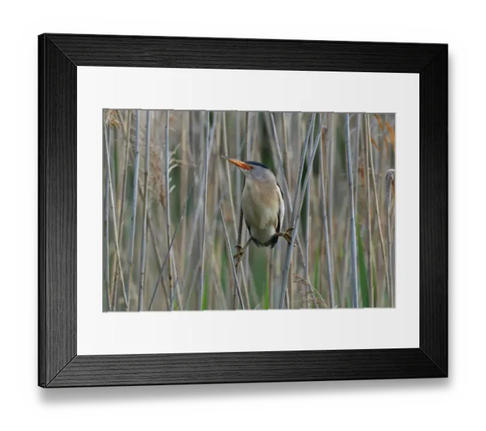 Framed Print : Little Bittern -Ixobrychus minutus-, male in the reeds, Lake Kuhnau, Dessau-Rosslau, Saxony-Anhalt, Germany Framed Print : Little Bittern -Ixobrychus minutus-, male in the reeds, Lake Kuhnau, Dessau-Rosslau, Saxony-Anhalt, Germany