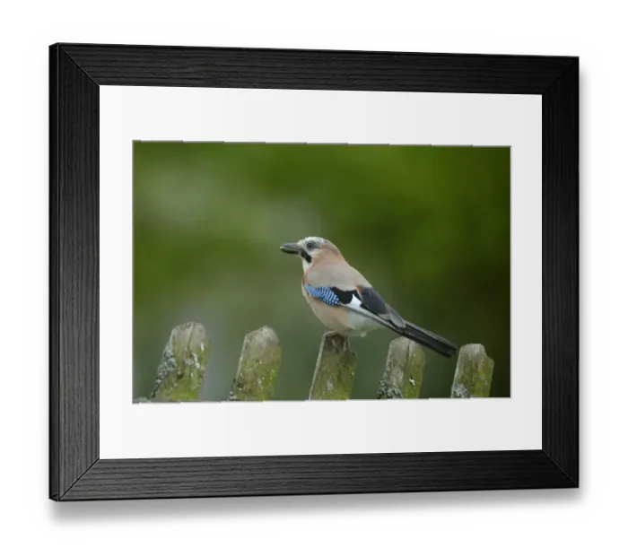 Framed Print : Jay -Garrulus glandarius-, perched on a garden fence, Sauerland, North Rhine-Westphalia, Germany Framed Print : Jay -Garrulus glandarius-, perched on a garden fence, Sauerland, North Rhine-Westphalia, Germany