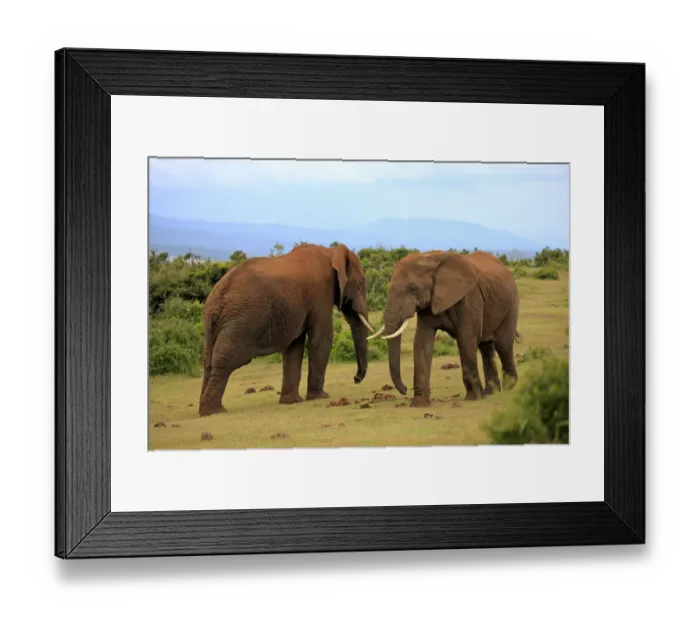 Framed Print : African Elephants -Loxodonta africana-, two adult males posturing, Addo Elephant National Park, Eastern Cape, South Africa Framed Print : African Elephants -Loxodonta africana-, two adult males posturing, Addo Elephant National Park, Eastern Cape, South Africa