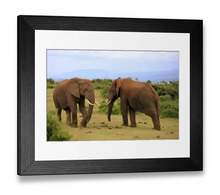 Framed Print : African Elephants -Loxodonta africana-, two adult males posturing, Addo Elephant National Park, Eastern Cape, South Africa Framed Print : African Elephants -Loxodonta africana-, two adult males posturing, Addo Elephant National Park, Eastern Cape, South Africa