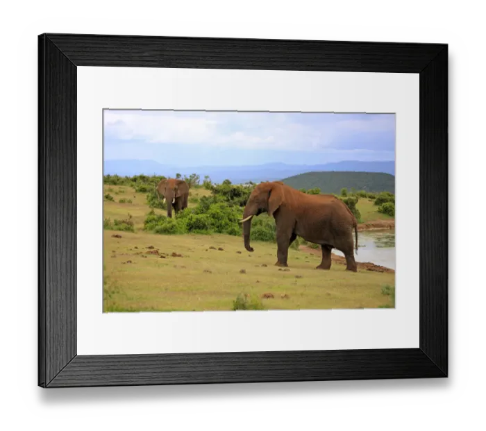 Framed Print : African Elephants -Loxodonta africana-, two adult males posturing, Addo Elephant National Park, Eastern Cape, South Africa