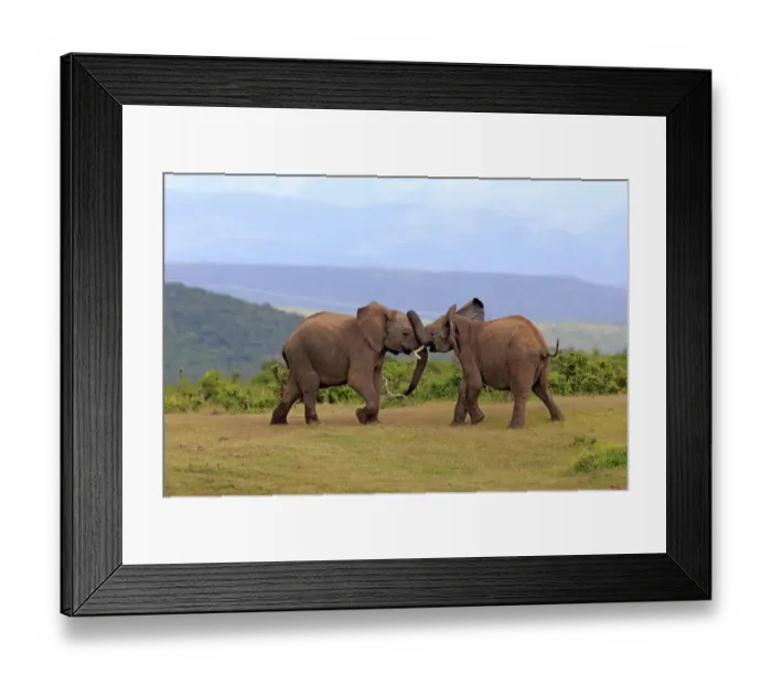 Framed Print : African Elephants -Loxodonta africana-, adult males fighting, social behavior, Addo Elephant National Park, Eastern Cape, South Africa Framed Print : African Elephants -Loxodonta africana-, adult males fighting, social behavior, Addo Elephant National Park, Eastern Cape, South Africa