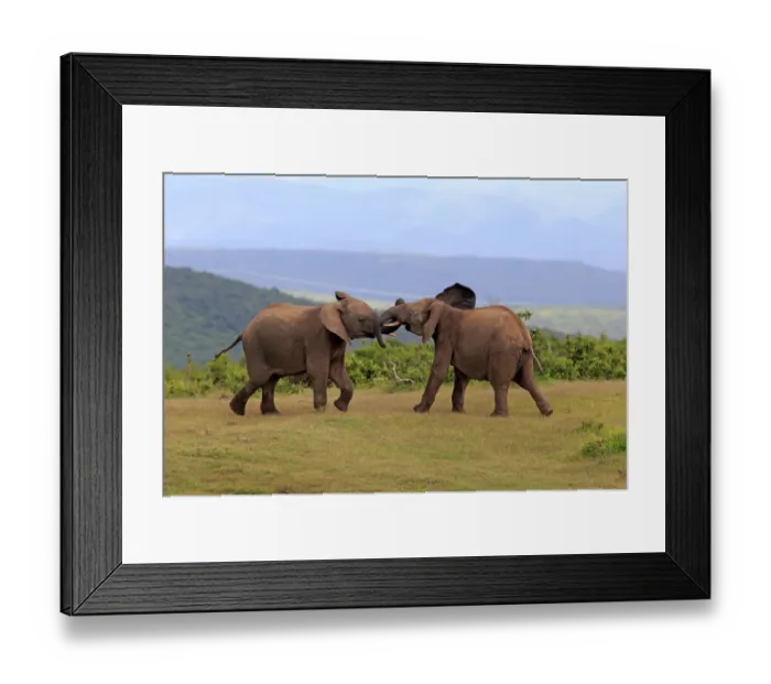 Framed Print : African Elephants -Loxodonta africana-, adult males fighting, social behavior, Addo Elephant National Park, Eastern Cape, South Africa