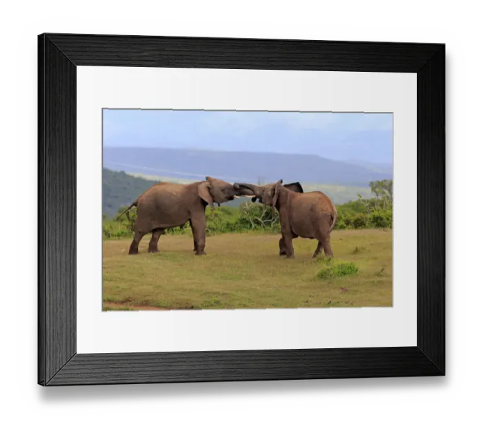 Framed Print : African Elephants -Loxodonta africana-, adult males fighting, social behavior, Addo Elephant National Park, Eastern Cape, South Africa Framed Print : African Elephants -Loxodonta africana-, adult males fighting, social behavior, Addo Elephant National Park, Eastern Cape, South Africa