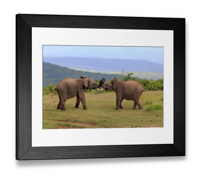 Framed Print : African Elephants -Loxodonta africana-, adult males fighting, social behavior, Addo Elephant National Park, Eastern Cape, South Africa Framed Print : African Elephants -Loxodonta africana-, adult males fighting, social behavior, Addo Elephant National Park, Eastern Cape, South Africa