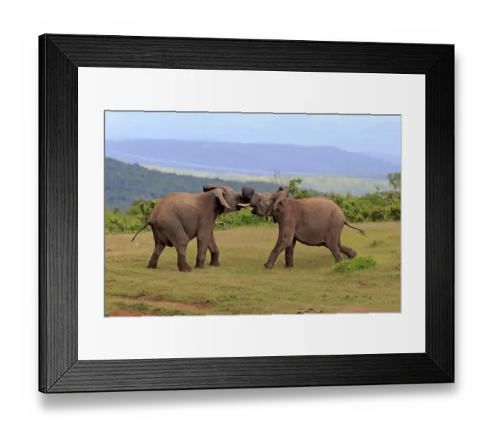 Framed Print : African Elephants -Loxodonta africana-, adult males fighting, social behavior, Addo Elephant National Park, Eastern Cape, South Africa Framed Print : African Elephants -Loxodonta africana-, adult males fighting, social behavior, Addo Elephant National Park, Eastern Cape, South Africa