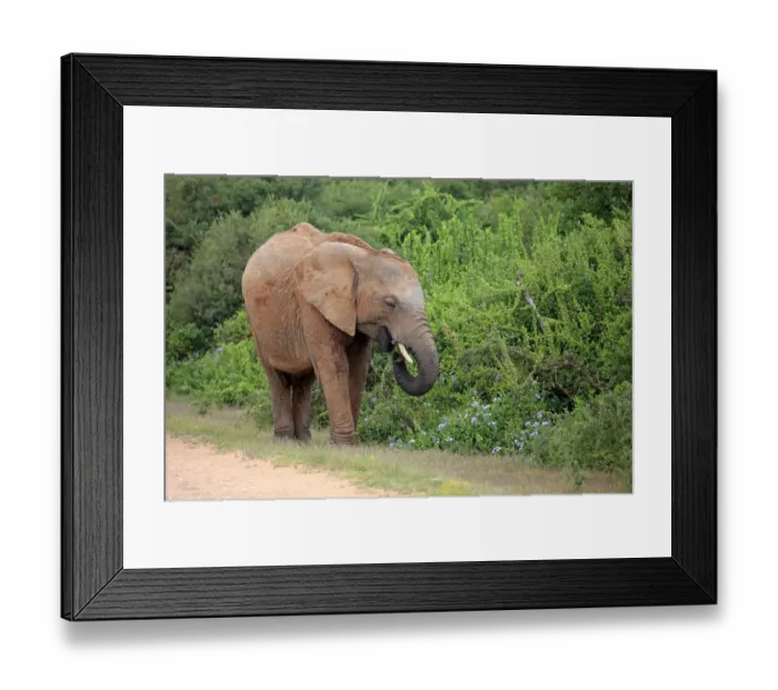 Framed Print : African Elephant -Loxodonta africana-, adult feeding, foraging, Addo Elephant National Park, Eastern Cape, South Africa