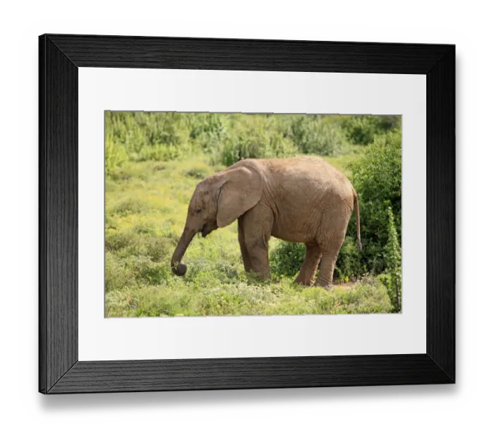 Framed Print : African Elephant -Loxodonta africana-, young feeding, foraging, Addo Elephant National Park, Eastern Cape, South Africa Framed Print : African Elephant -Loxodonta africana-, young feeding, foraging, Addo Elephant National Park, Eastern Cape, South Africa