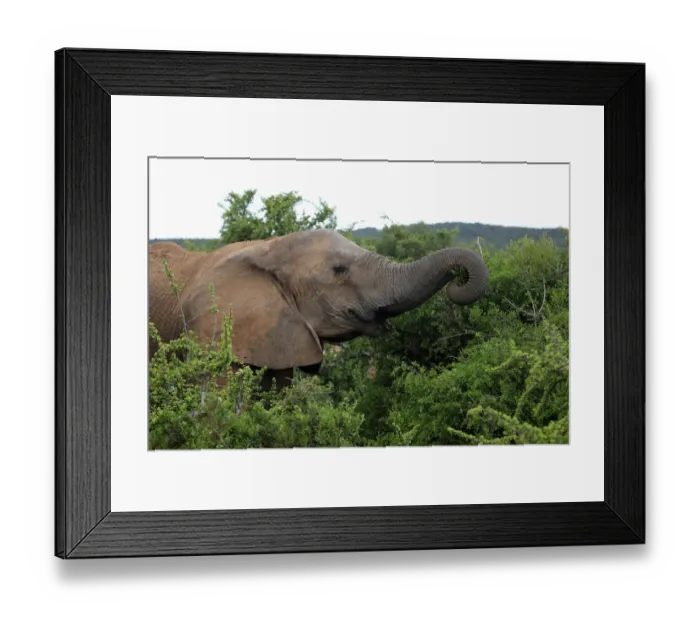 Framed Print : African Elephant -Loxodonta africana-, young feeding, foraging, portrait, Addo Elephant National Park, Eastern Cape, South Africa Framed Print : African Elephant -Loxodonta africana-, young feeding, foraging, portrait, Addo Elephant National Park, Eastern Cape, South Africa