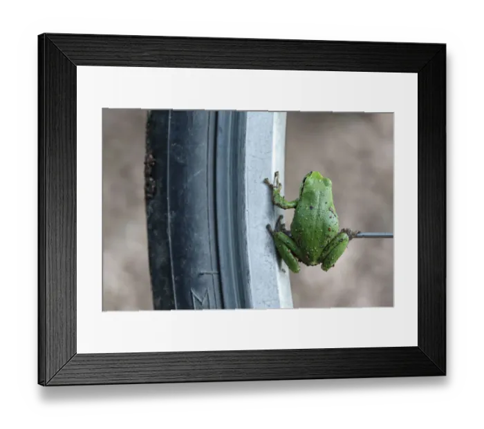 Framed Print : European Tree Frog -Hyla arborea- sitting on the spoke of a bicycle, Saxony-Anhalt, Germany Framed Print : European Tree Frog -Hyla arborea- sitting on the spoke of a bicycle, Saxony-Anhalt, Germany