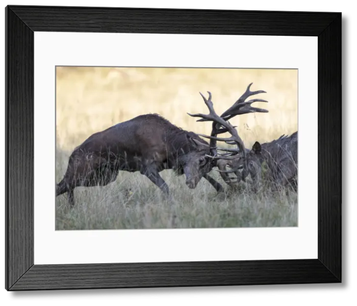 Framed Print : Red Deer -Cervus elaphus-, fighting stags, Copenhagen, Denmark Framed Print : Red Deer -Cervus elaphus-, fighting stags, Copenhagen, Denmark