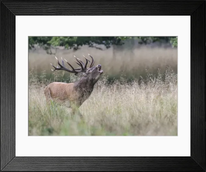Framed Print : Red Deer -Cervus elaphus-, stag bellowing during rut, Copenhagen, Denmark Framed Print : Red Deer -Cervus elaphus-, stag bellowing during rut, Copenhagen, Denmark