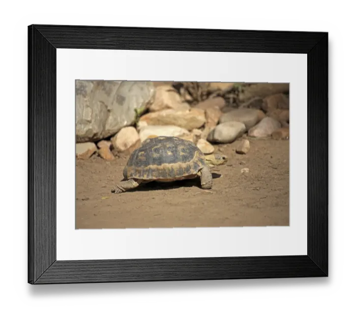 Framed Print : South African Bowsprit Tortoise or Angulate Tortoise -Chersina angulata-, adult, Addo Elephant National Park, Eastern Cape, South Africa Framed Print : South African Bowsprit Tortoise or Angulate Tortoise -Chersina angulata-, adult, Addo Elephant National Park, Eastern Cape, South Africa