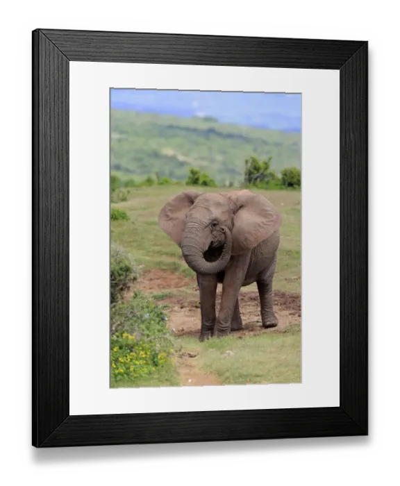 Framed Print : African Elephant -Loxodonta africana-, young, Addo Elephant National Park, Eastern Cape, Suafrika Framed Print : African Elephant -Loxodonta africana-, young, Addo Elephant National Park, Eastern Cape, Suafrika