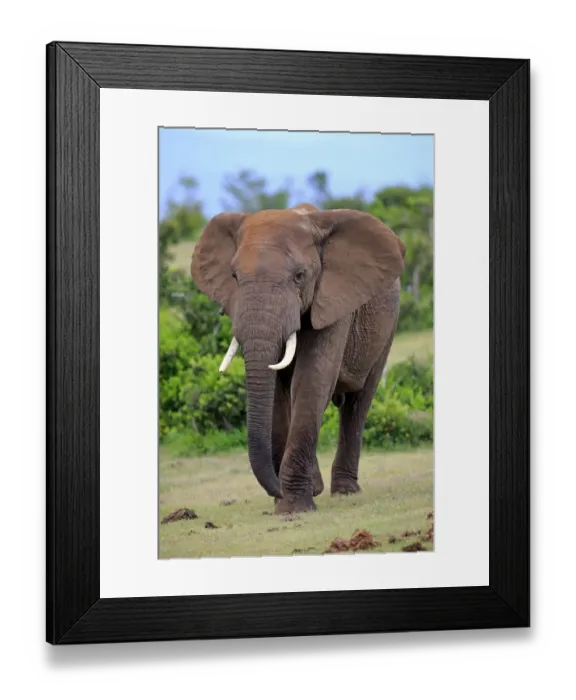 Framed Print : African Elephant -Loxodonta africana-, adult, Addo Elephant National Park, Eastern Cape, South Africa Framed Print : African Elephant -Loxodonta africana-, adult, Addo Elephant National Park, Eastern Cape, South Africa