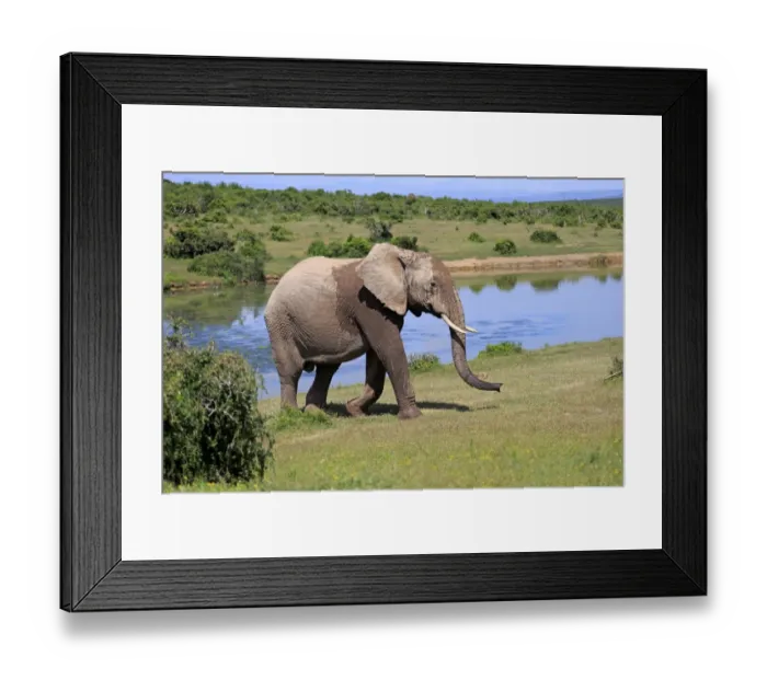 Framed Print : African Elephant -Loxodonta africana-, adult, at a waterhole, Addo Elephant National Park, Eastern Cape, South Africa Framed Print : African Elephant -Loxodonta africana-, adult, at a waterhole, Addo Elephant National Park, Eastern Cape, South Africa