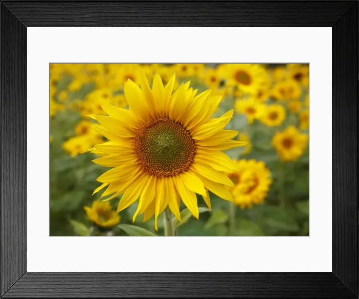 Framed Print : Sunflowers -Helianthus annuus- Framed Print : Sunflowers -Helianthus annuus-