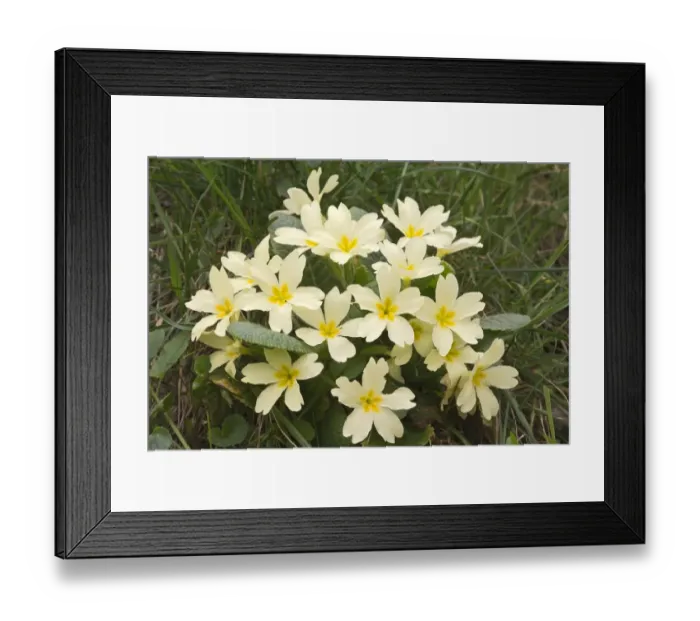 Framed Print : Primrose -Primula acaulis-, Burgenland, Austria Framed Print : Primrose -Primula acaulis-, Burgenland, Austria