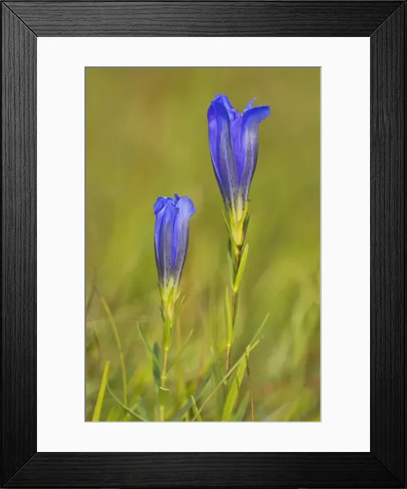 Framed Print : Marsh gentian -Gentiana pneumonanthe-, Mieminger Plateau, Tyrol, Austria Framed Print : Marsh gentian -Gentiana pneumonanthe-, Mieminger Plateau, Tyrol, Austria