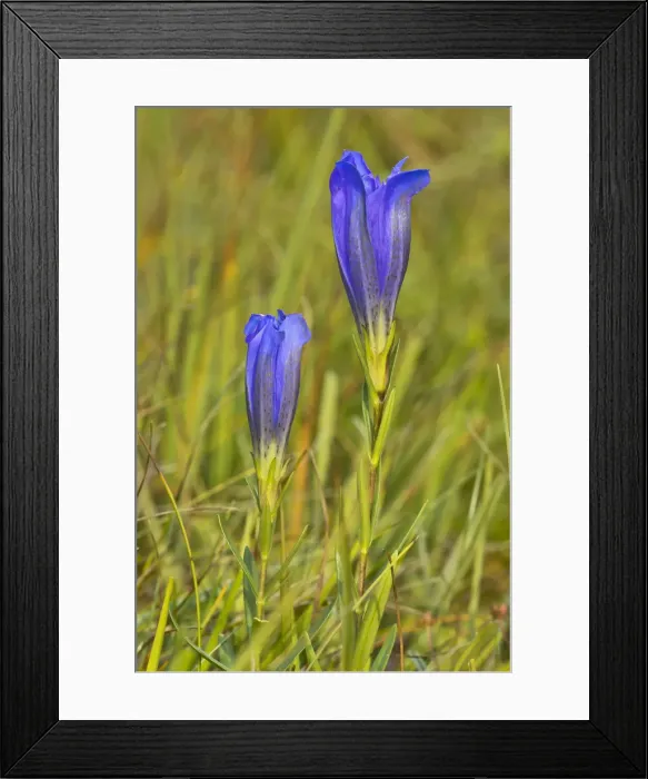 Framed Print : Marsh gentian -Gentiana pneumonanthe-, Mieminger Plateau, Tyrol, Austria Framed Print : Marsh gentian -Gentiana pneumonanthe-, Mieminger Plateau, Tyrol, Austria