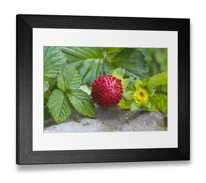Framed Print : Mock strawberry -Potentilla indica-, Tyrol, Austria