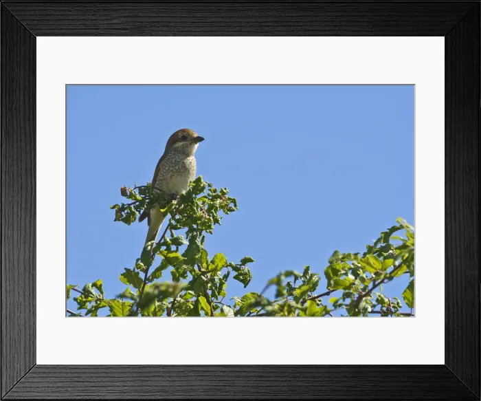 Framed Print : Red-backed Shrike -Lanius collurio-, female, Burgenland, Austria Framed Print : Red-backed Shrike -Lanius collurio-, female, Burgenland, Austria
