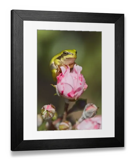 Framed Print : European Tree Frog -Hyla arborea-, Burgenland, Austria Framed Print : European Tree Frog -Hyla arborea-, Burgenland, Austria