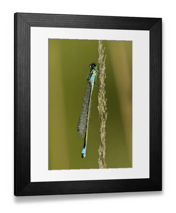 Framed Print : Blue-tailed Damselfly -Ischnura elegans-, Burgenland, Austria