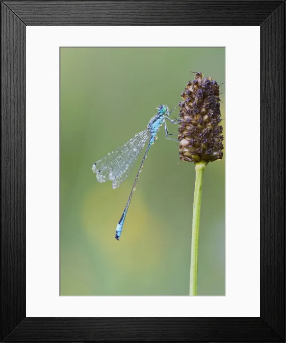 Framed Print : Blue-tailed Damselfly -Ischnura elegans-, Burgenland, Austria Framed Print : Blue-tailed Damselfly -Ischnura elegans-, Burgenland, Austria