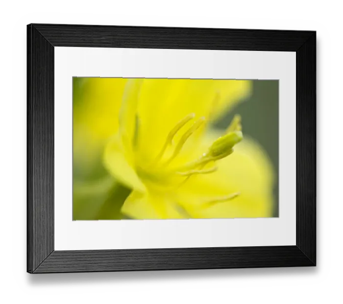 Framed Print : Common evening primrose -Oenothera biennis-, Burgenland, Austria Framed Print : Common evening primrose -Oenothera biennis-, Burgenland, Austria