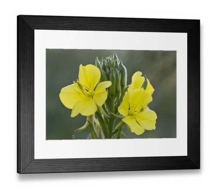 Framed Print : Common evening primrose -Oenothera biennis-, Burgenland, Austria Framed Print : Common evening primrose -Oenothera biennis-, Burgenland, Austria